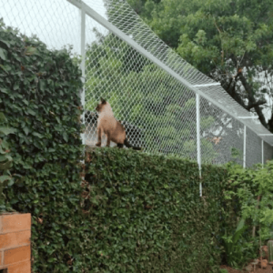 Rede de Proteção para Gatos em Muro Rede de Proteção contra fugas de gatos instalada sobre muro de residência