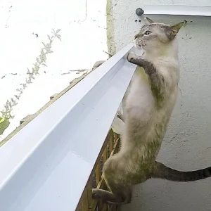 Sistema Rollercat Anti-Fuga para Gatos. Sistema Rollercat anti-fuga para gatos instalado no topo de muro em São paulo